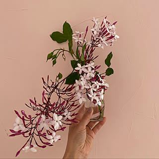 ジャスミン 花のある暮らしのインテリア実例 Roomclip ルームクリップ ジャスミン 花のある暮らしのインテリア実例 Roomclip ルームクリップ
