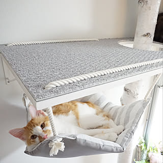 猫のためのdiyのインテリア 手作りの実例 Roomclip ルームクリップ