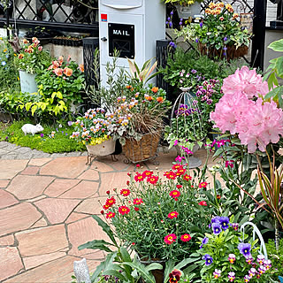 セリア Seria フウセンカズラの種のまとめページ Roomclip ルームクリップ