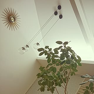 大きい観葉植物のインテリア実例 Roomclip ルームクリップ