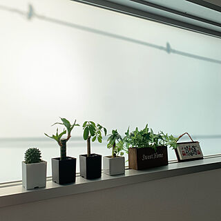 キャンドゥの観葉植物のインテリア実例 Roomclip ルームクリップ