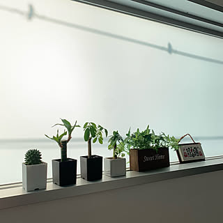キャンドゥの観葉植物のインテリア実例 Roomclip ルームクリップ キャンドゥの観葉植物のインテリア実例 Roomclip ルームクリップ