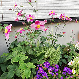 アスターミステリーレディのインテリア実例 Roomclip ルームクリップ