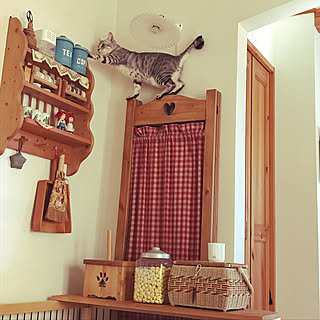 やんちゃな猫のインテリア実例 ｜ RoomClip（ルームクリップ）