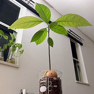 観葉植物 アボカド水耕栽培のインテリア実例 Roomclip ルームクリップ
