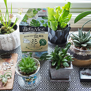 植物のある暮らし Ikeaのテーブルランナーのインテリア実例 Roomclip ルームクリップ 植物のある暮らし Ikeaのテーブルランナーのインテリア実例 Roomclip ルームクリップ