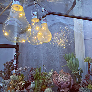 簡易温室のインテリア実例 Roomclip ルームクリップ