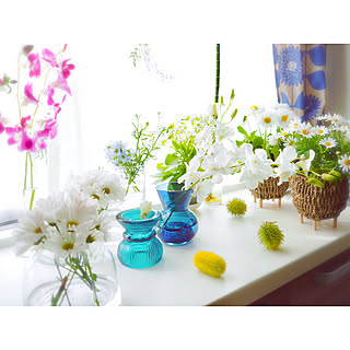 白と緑が好き/デンファレ/植物のある暮らし/房総の花/光の入るキッチン...などのインテリア実例 - 2019-04-23 08:15:48