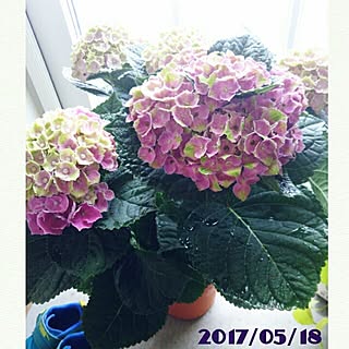 キッチン/植物/日替わり投稿企画!木曜日/グリーンのある暮らし/かめらまーく|ωΦ)...などのインテリア実例 - 2017-05-18 15:25:26