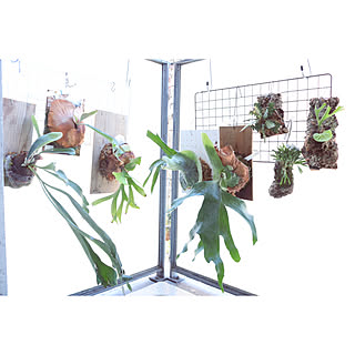 ビカクシダ コロナリウム ビカクシダ リドレイのインテリア実例 Roomclip ルームクリップ