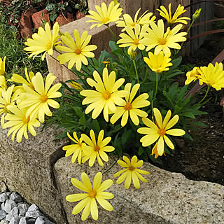 ガーデニング オステオスペルマム キララのおしゃれなインテリア 部屋 家具の実例 Roomclip ルームクリップ