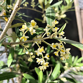 オリーブの花のインテリア実例 Roomclip ルームクリップ