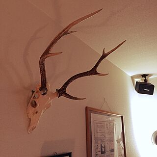 鹿の頭 鹿の骨のインテリア実例 ｜ RoomClip（ルームクリップ）