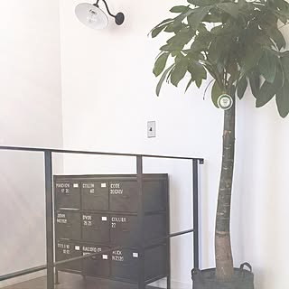 棚/鉄骨/パキラ/観葉植物/チェスト...などのインテリア実例 - 2017-01-19 01:16:51