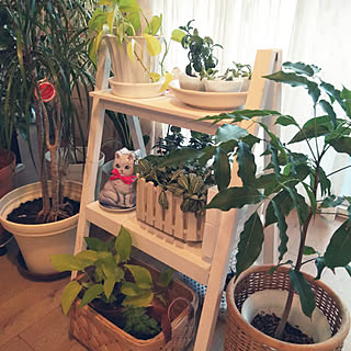 ナチュラルキッチン 観葉植物のある暮らしのインテリア実例 2ページ目 Roomclip ルームクリップ
