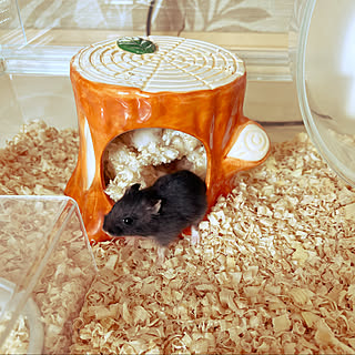 リアルブラックジャンガリアンのインテリア実例 Roomclip ルームクリップ