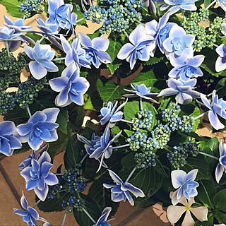 紫陽花 コンペイトウのインテリア実例 Roomclip ルームクリップ