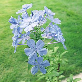 いいね!ありがとうございます♪/グリーンが好き/庭/緑が好き♡/芝...などのインテリア実例 - 2019-07-10 07:46:27