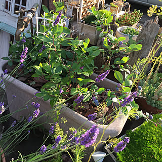 ブルーベリー鉢植えのインテリア実例 Roomclip ルームクリップ