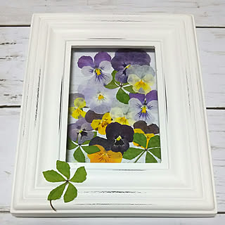 ビオラの押し花のインテリア実例 Roomclip ルームクリップ