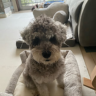 ペットベッド ニトリデコホームのインテリア実例 Roomclip ルームクリップ ペットベッド ニトリデコホームのインテリア実例 Roomclip ルームクリップ