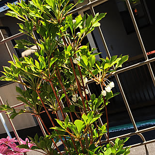 ドウダンツツジの花のインテリア実例 Roomclip ルームクリップ