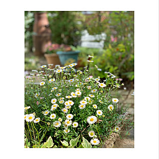 ガーデン エリゲロンのおしゃれなインテリアコーディネート レイアウトの実例 Roomclip ルームクリップ