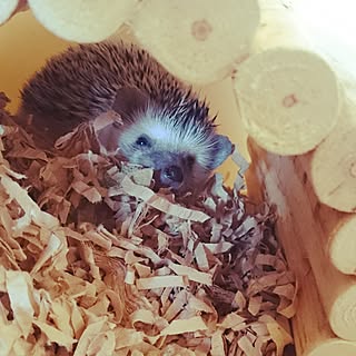 部屋全体/フェイクでは、ありません♪/ハリネズミのいる生活/イイね!押し逃げお許しください。/どーでしょー(*/ω\*)...などのインテリア実例 - 2017-04-02 11:29:56