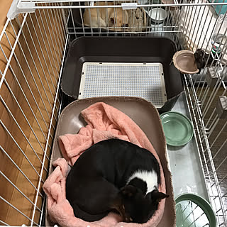 ベッド周り/癒しですね( *´艸`)/建て替え中~☆/犬/マンション...などのインテリア実例 - 2018-12-09 23:36:40