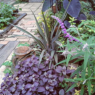 メキシカンセージのインテリア実例 Roomclip ルームクリップ メキシカンセージのインテリア実例 Roomclip ルームクリップ