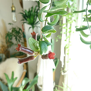 机/NO GREEN NO LIFE/花のある暮らし/ひとり暮らし/加工なし...などのインテリア実例 - 2020-02-24 14:13:42