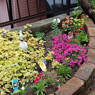 玄関/入り口/お花のある暮らし/RCの出会いに感謝♡/母の日のプレゼント♡/コメント喜びます♡...などのインテリア実例 - 2018-05-07 14:26:07
