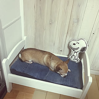 ベッド周り/ペット/スムースチワワ/チワワ/犬...などのインテリア実例 - 2017-09-07 15:43:49