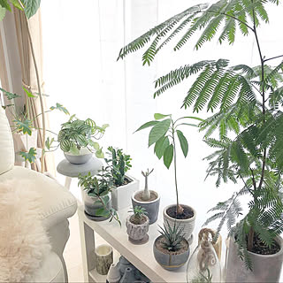 グレー好き♡/フェイクグリーン/観葉植物/マンションインテリア/グリーンのある暮らし...などのインテリア実例 - 2019-03-05 20:46:18