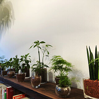 カインズホームの観葉植物のインテリア実例 Roomclip ルームクリップ