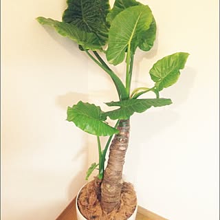 コーナンの鉢のインテリア実例 Roomclip ルームクリップ