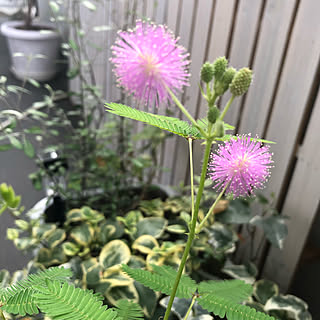 オジギソウの花のインテリア実例 Roomclip ルームクリップ