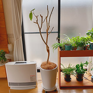 リビング ウンベラータ剪定記録のインテリア実例 Roomclip ルームクリップ