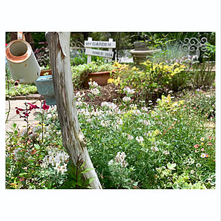 マイガーデン/我が家の庭/手作りの庭/ナチュラルガーデン/ガーデン...などのインテリア実例 - 2019-06-17 11:44:10