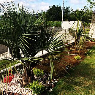 ガーデニング 南国風の庭に憧れのインテリア実例 Roomclip ルームクリップ