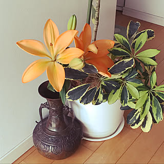 花瓶 ゆりのおしゃれなアレンジ 飾り方のインテリア実例 Roomclip ルームクリップ