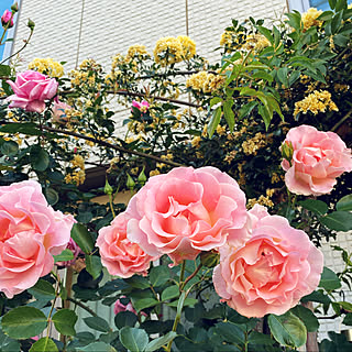 バラの家 バラ苗専門店 のおすすめ家具 インテリアの商品一覧 全299件 Roomclipショッピング