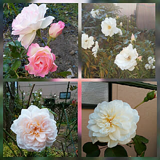 ソンブレイユのインテリア実例 Roomclip ルームクリップ