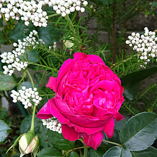 芝生/緑が好き♡/薔薇/花壇 手作り/芝...などのインテリア実例 - 2019-05-20 07:31:01