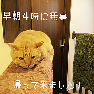 遊び疲れたネコのインテリア実例 Roomclip ルームクリップ