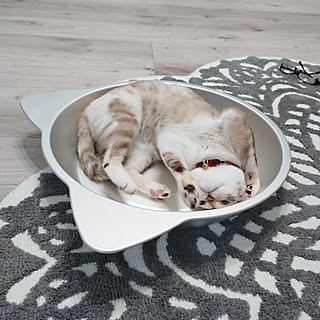 ねこ鍋のインテリア実例 Roomclip ルームクリップ