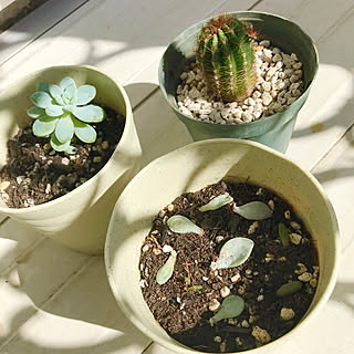 挿し木 挿し芽のインテリア実例 Roomclip ルームクリップ