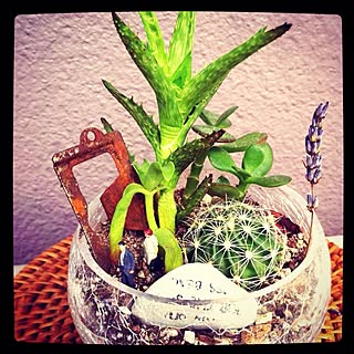 リビング/観葉植物/プライザー/100均のインテリア実例 - 2012-05-20 21:45:11