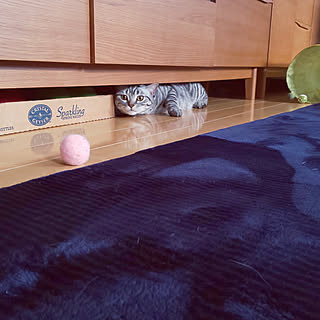 やんちゃな猫のインテリア実例 ｜ RoomClip（ルームクリップ）