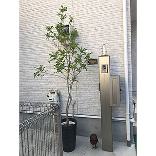 シンボルツリー 鉢植えのインテリア実例 Roomclip ルームクリップ